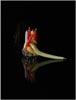 o.T. (stagebeauty 7), 2009/2010