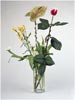 The other flower show (A), 2008